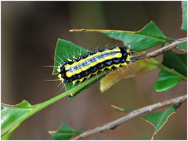 按此在新視窗瀏覽圖片