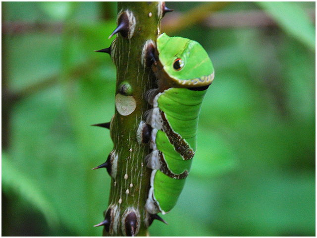 按此在新視窗瀏覽圖片