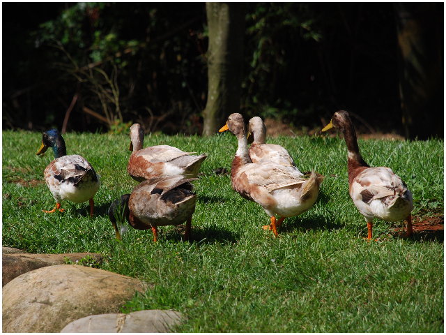 按此在新視窗瀏覽圖片