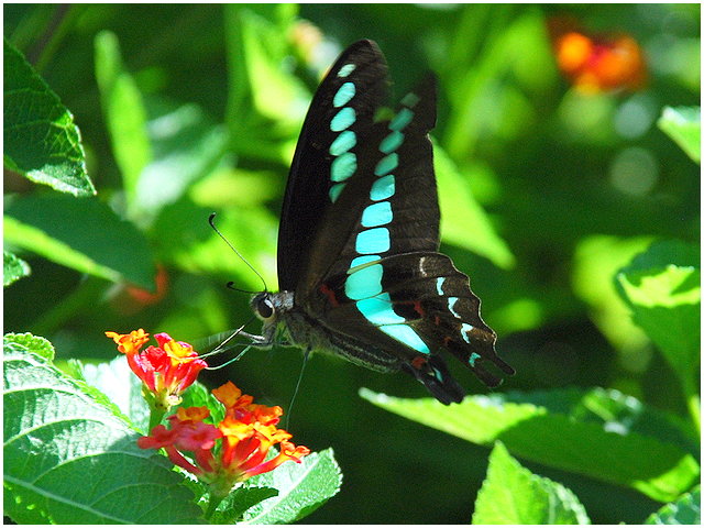 按此在新視窗瀏覽圖片