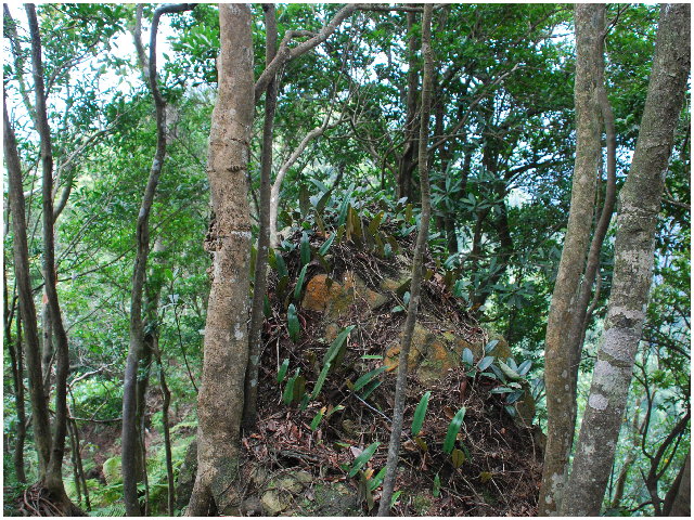 按此在新視窗瀏覽圖片