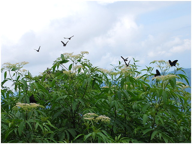 按此在新視窗瀏覽圖片