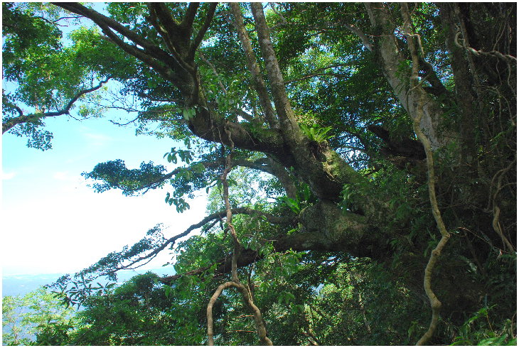 按此在新視窗瀏覽圖片