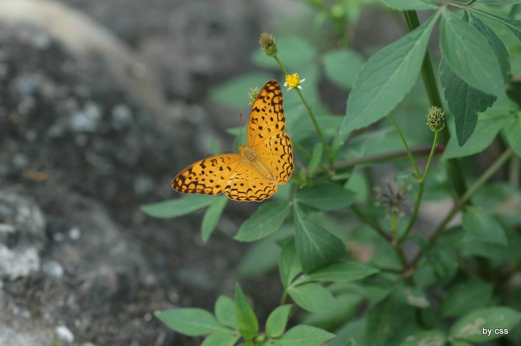 按此在新視窗瀏覽圖片