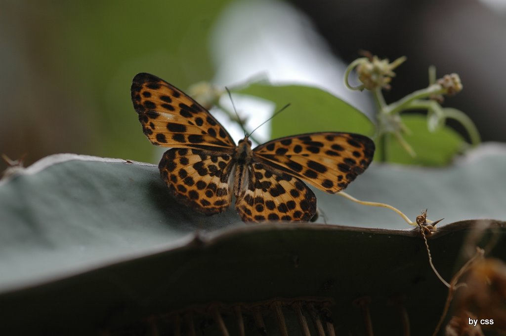按此在新視窗瀏覽圖片