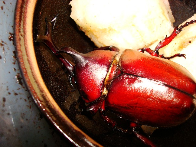 按此在新視窗瀏覽圖片