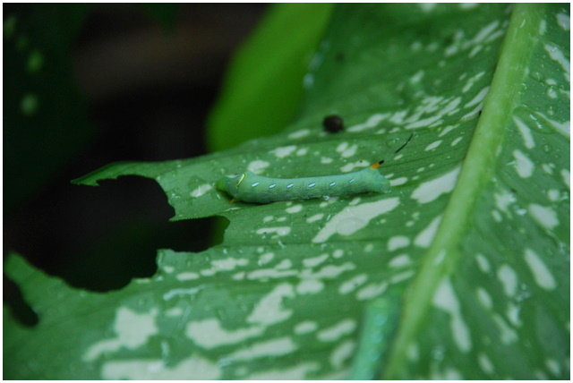 按此在新視窗瀏覽圖片
