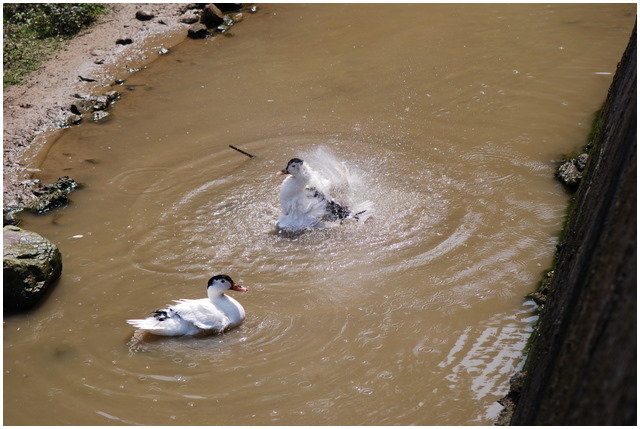 按此在新視窗瀏覽圖片
