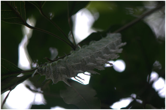 按此在新視窗瀏覽圖片