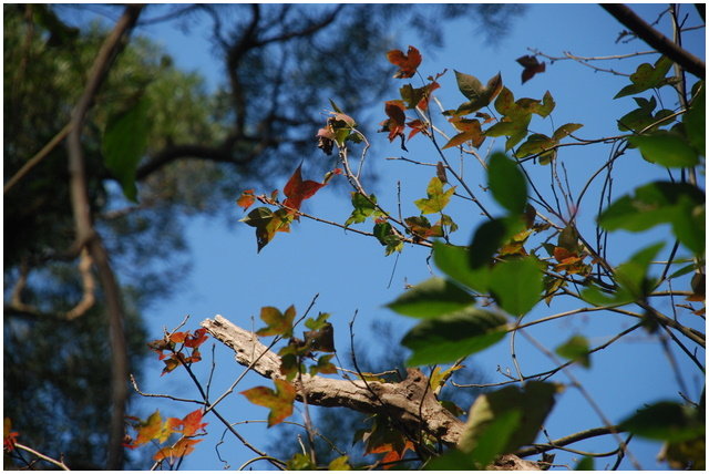 按此在新視窗瀏覽圖片