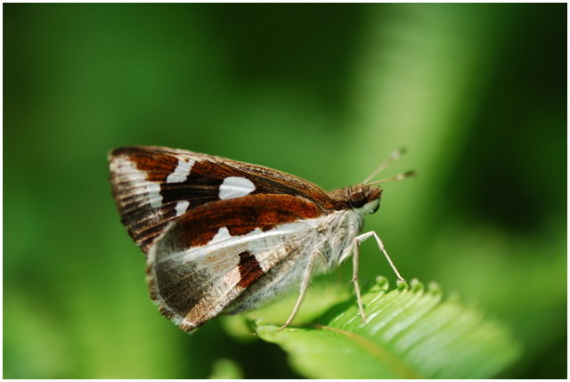 按此在新視窗瀏覽圖片