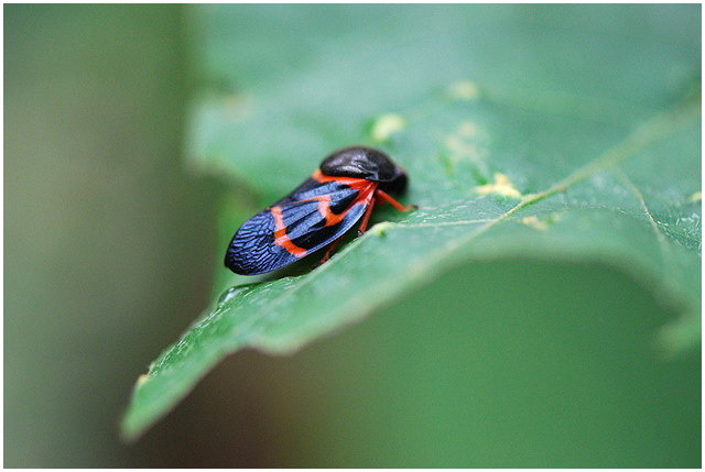 按此在新視窗瀏覽圖片