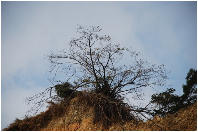按此在新視窗瀏覽圖片