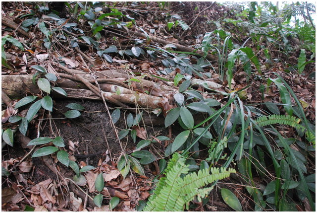 按此在新視窗瀏覽圖片