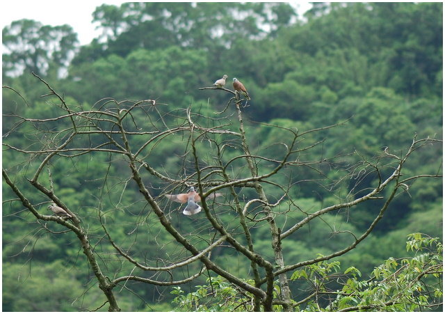 按此在新視窗瀏覽圖片