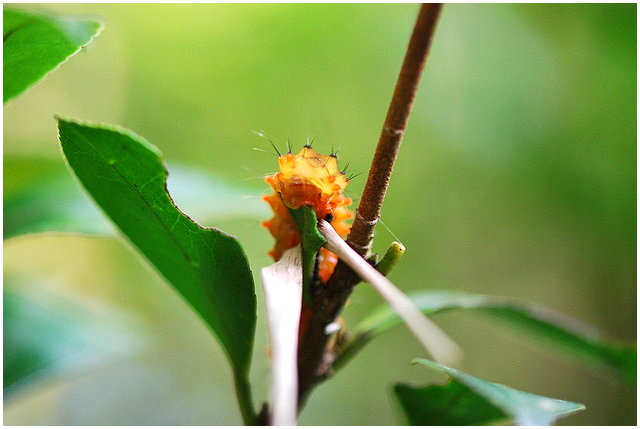 按此在新視窗瀏覽圖片