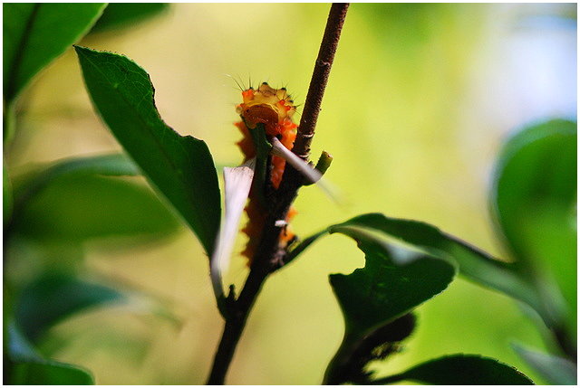 按此在新視窗瀏覽圖片