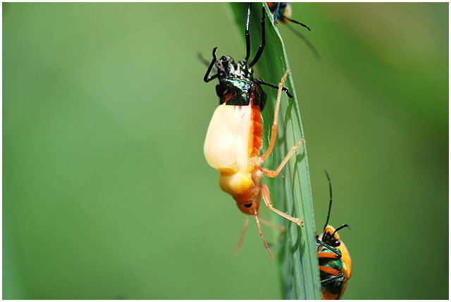 按此在新視窗瀏覽圖片