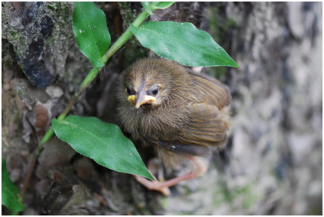 按此在新視窗瀏覽圖片