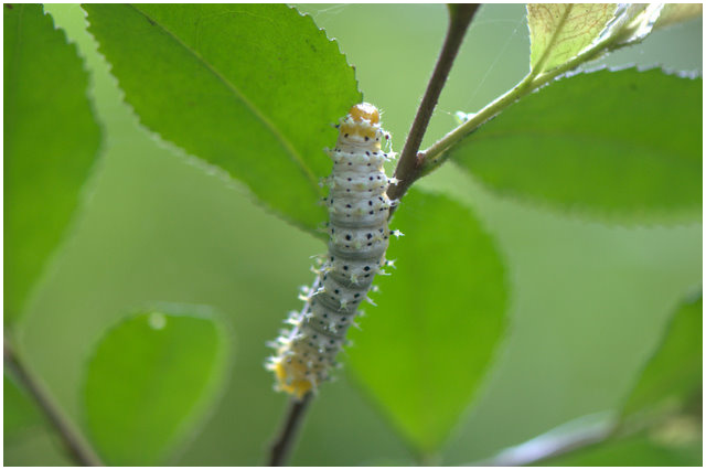 按此在新視窗瀏覽圖片