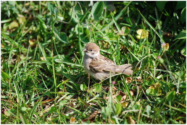 按此在新視窗瀏覽圖片