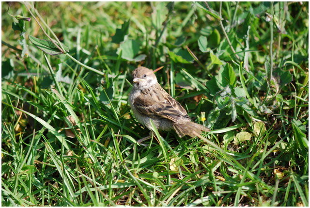 按此在新視窗瀏覽圖片