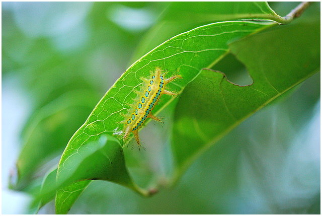 按此在新視窗瀏覽圖片