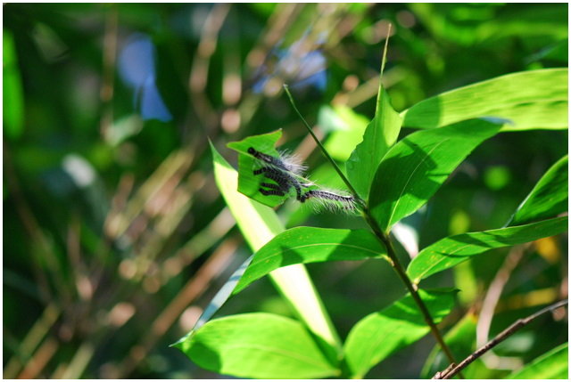 按此在新視窗瀏覽圖片