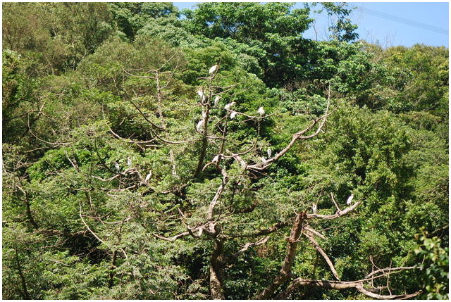 按此在新視窗瀏覽圖片