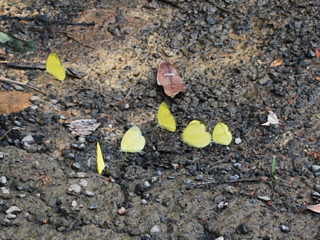 按此在新視窗瀏覽圖片