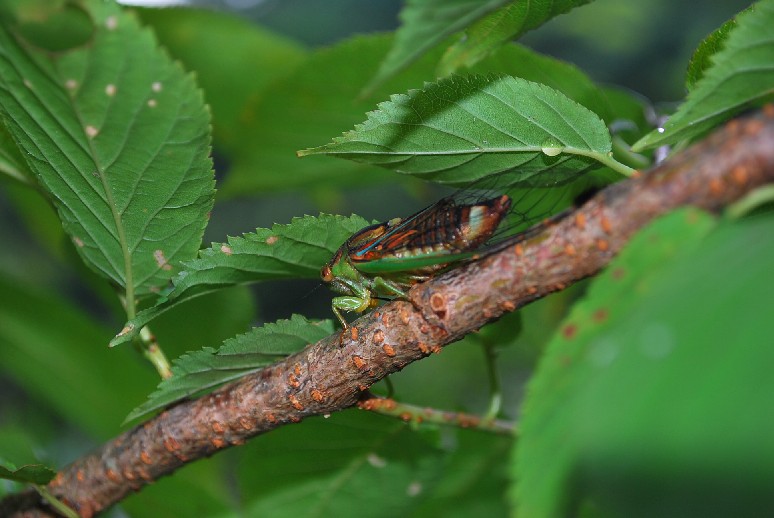 按此在新視窗瀏覽圖片