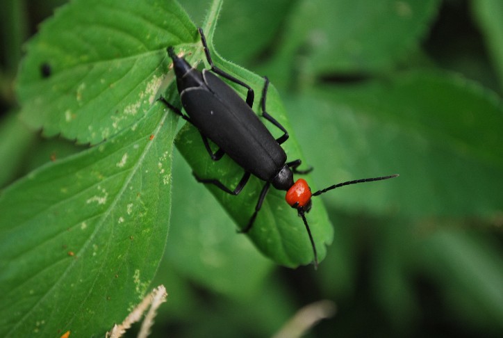 按此在新視窗瀏覽圖片