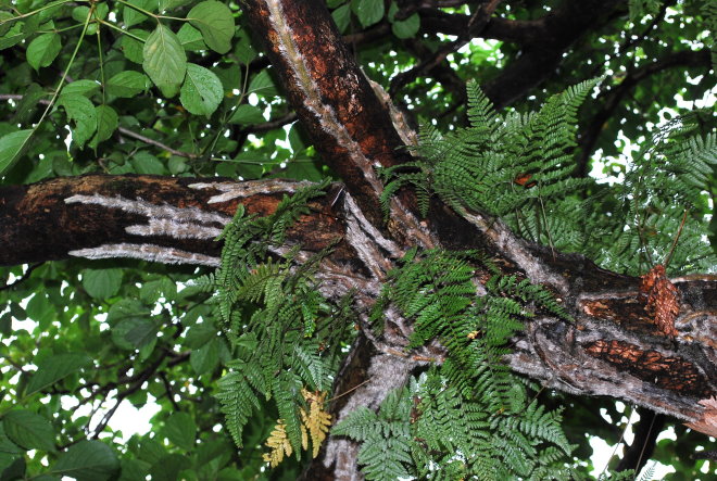 按此在新視窗瀏覽圖片