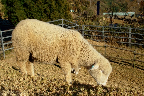 «ö¦¹¦b·sµøµ¡ÂsÄý¹Ï¤ù