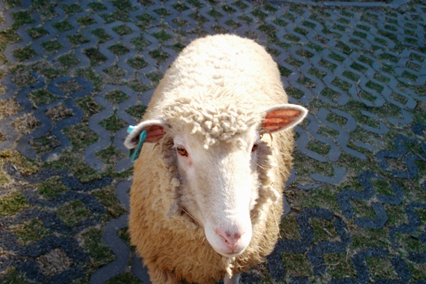 «ö¦¹¦b·sµøµ¡ÂsÄý¹Ï¤ù