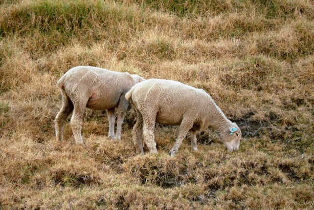 «ö¦¹¦b·sµøµ¡ÂsÄý¹Ï¤ù