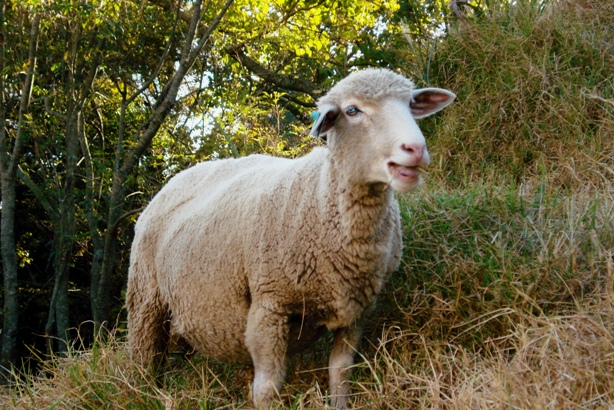 «ö¦¹¦b·sµøµ¡ÂsÄý¹Ï¤ù