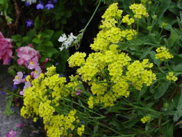 按此在新視窗瀏覽圖片