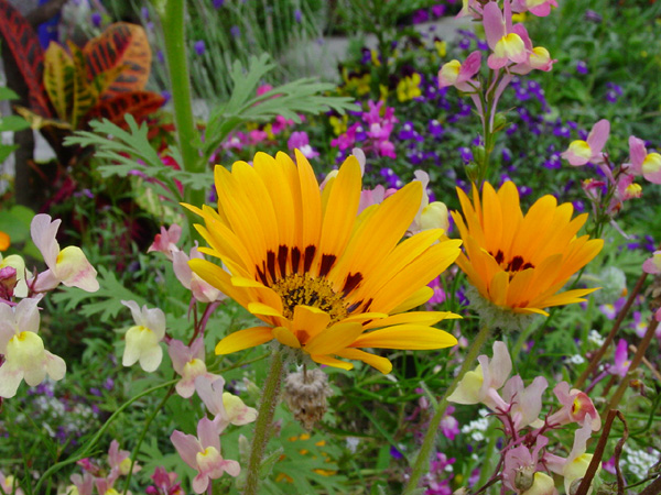 按此在新視窗瀏覽圖片