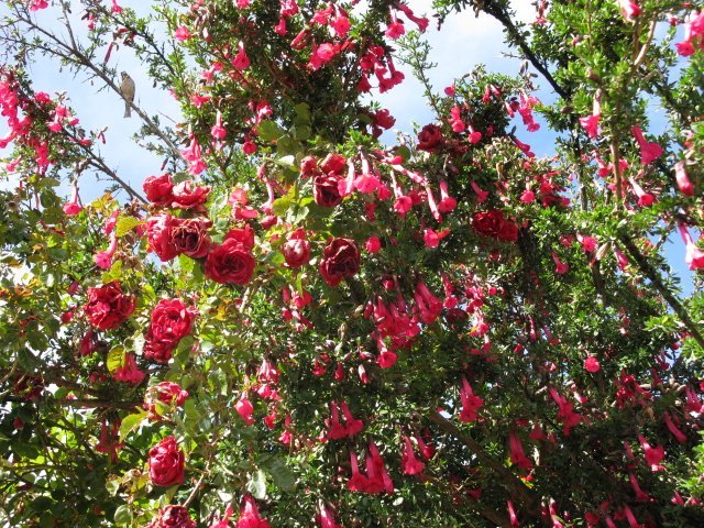 按此在新視窗瀏覽圖片