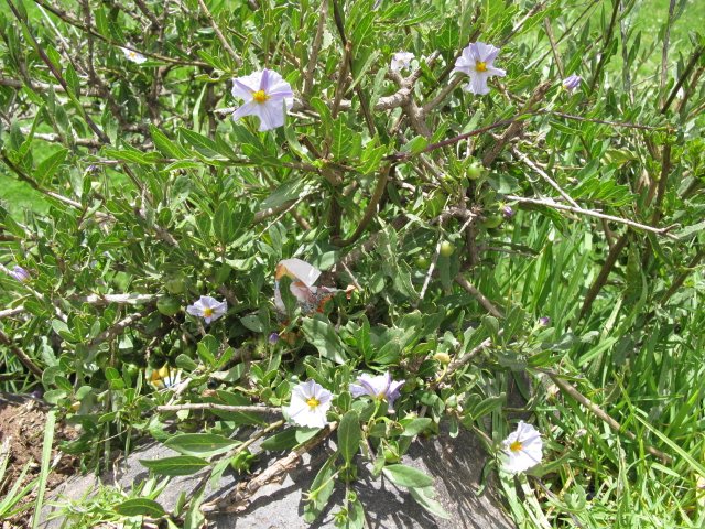 按此在新視窗瀏覽圖片