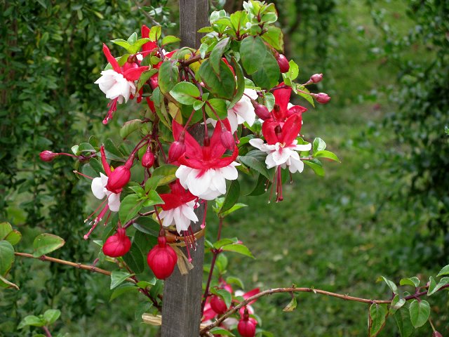 按此在新視窗瀏覽圖片