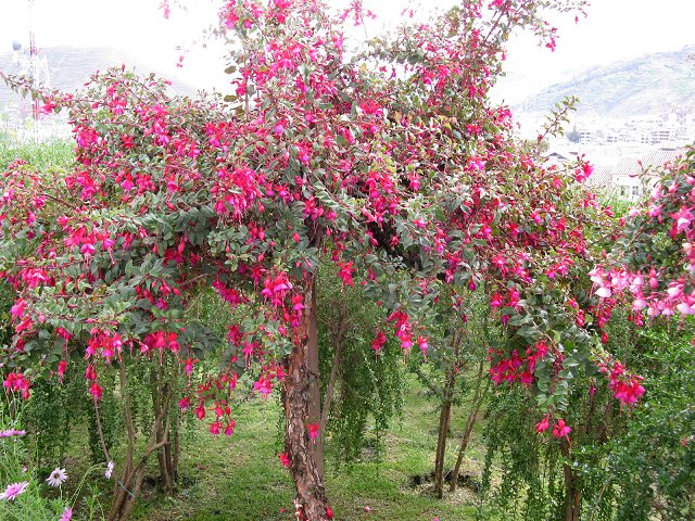 按此在新視窗瀏覽圖片