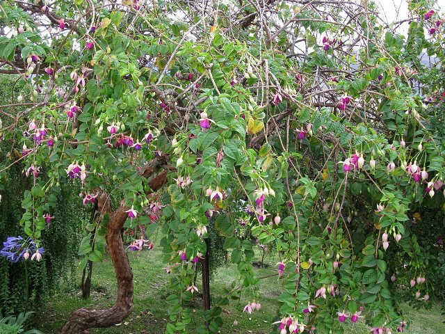 按此在新視窗瀏覽圖片