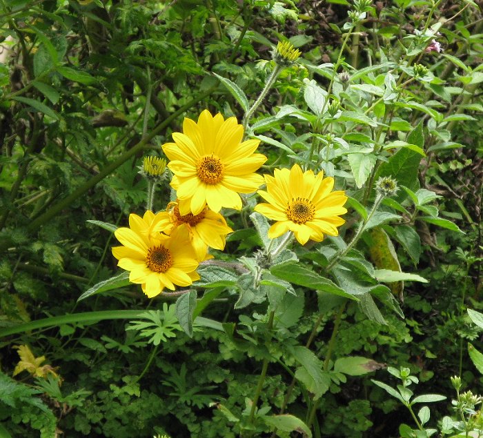 按此在新視窗瀏覽圖片