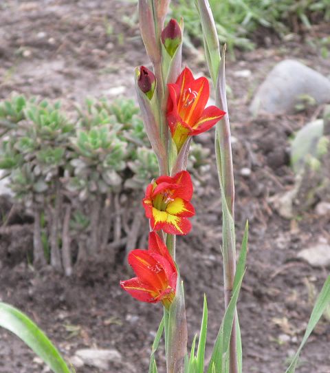 按此在新視窗瀏覽圖片