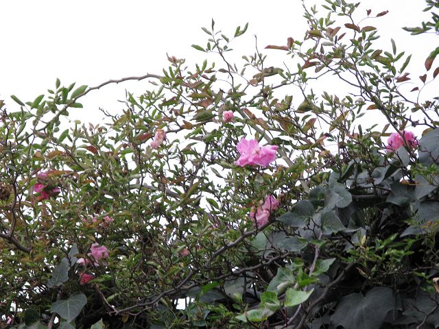 按此在新視窗瀏覽圖片