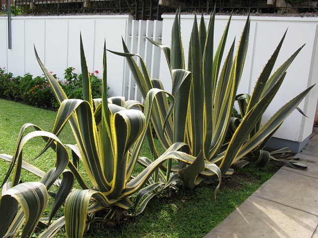 按此在新視窗瀏覽圖片