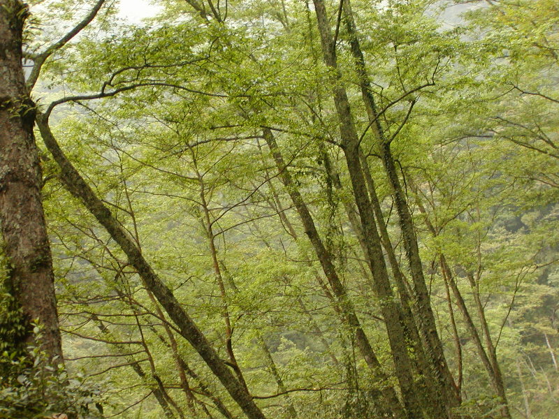 按此在新視窗瀏覽圖片