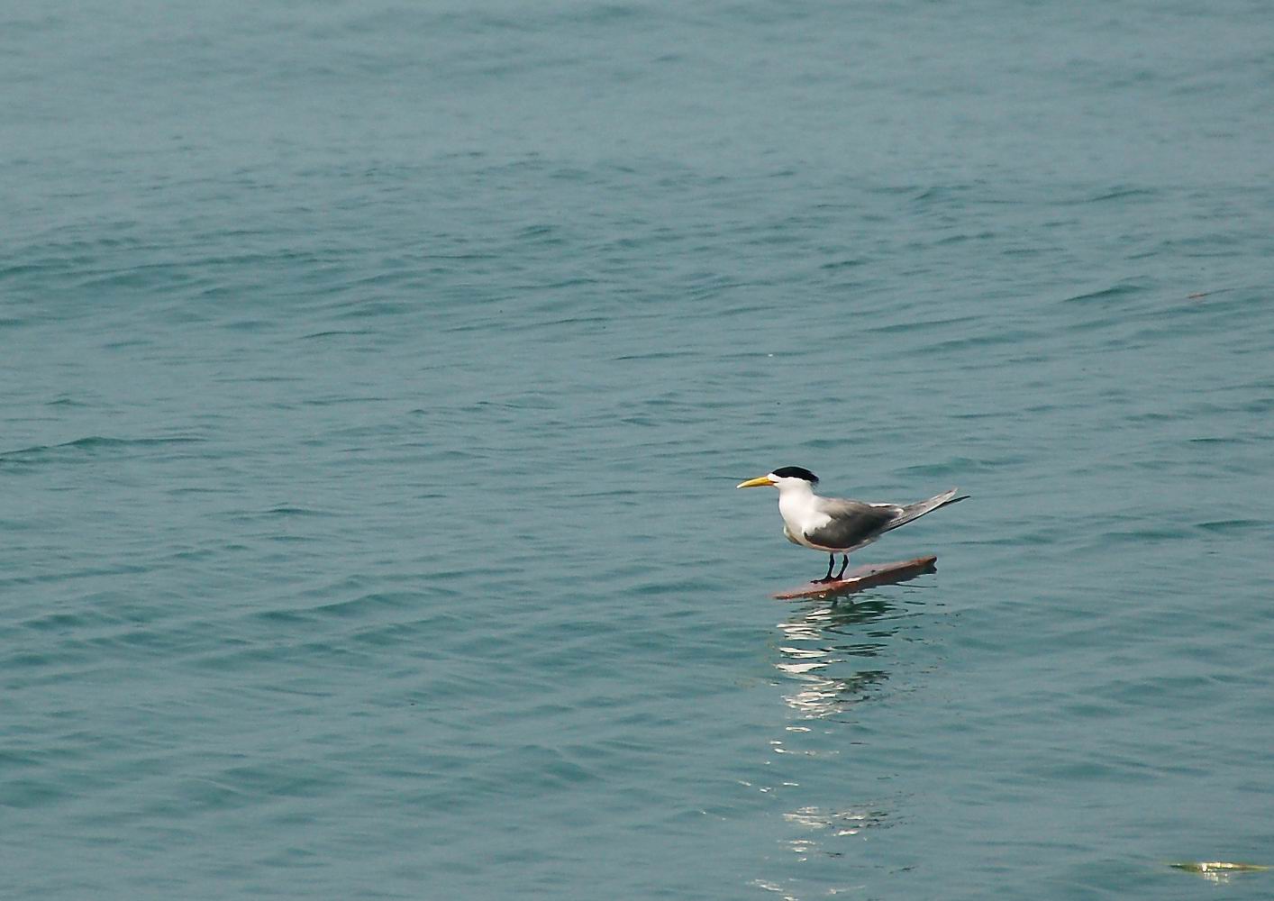 按此在新視窗瀏覽圖片